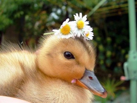 Погладь утенка