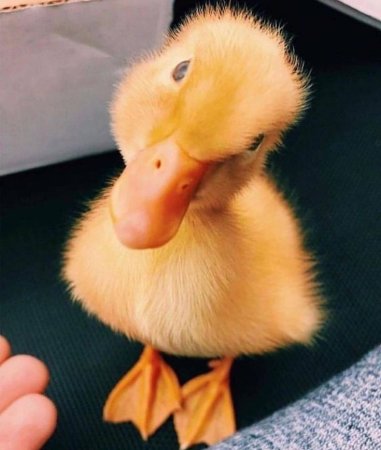 Милые уточки