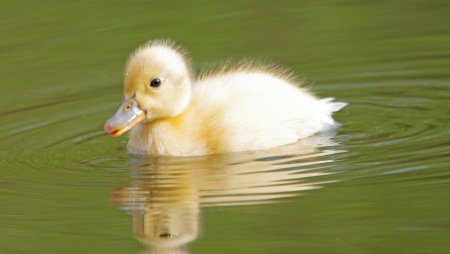 Маленькие утята