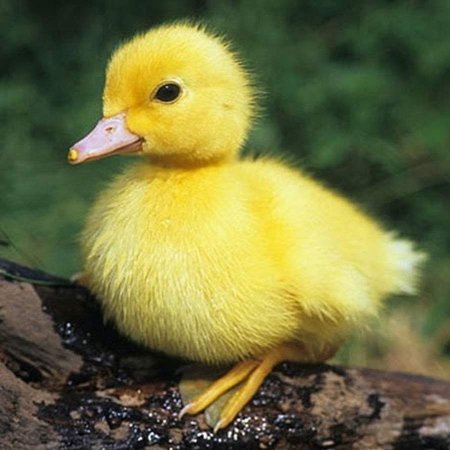 Утка желтого цвета