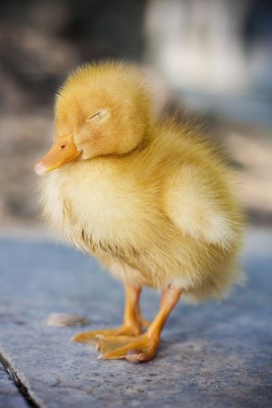 Пушистый утенок