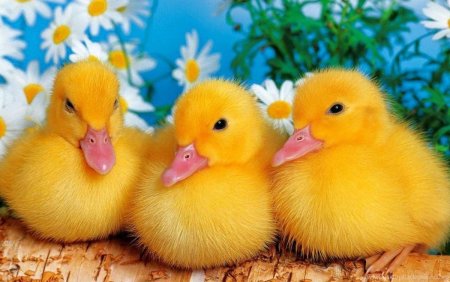 Разноцветные утята