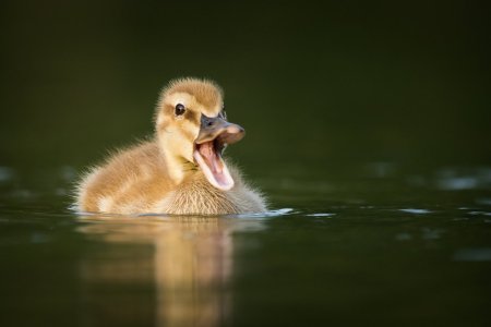 Смешные утята