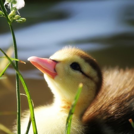 Красивые утята