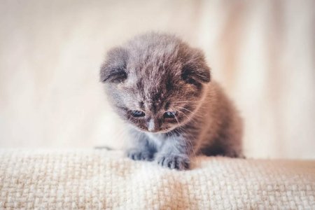 Маленькие котики