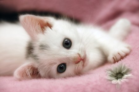 Маленькие котики