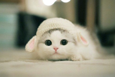 Котик с милыми ушками