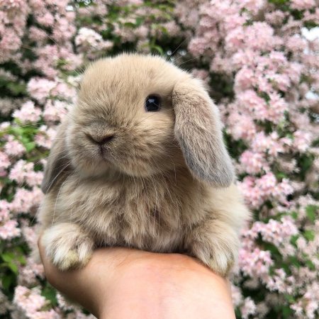 Маленький вислоухий кролик