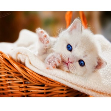 Милые котики