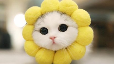 Няшные котики