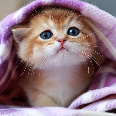 Милый котенок