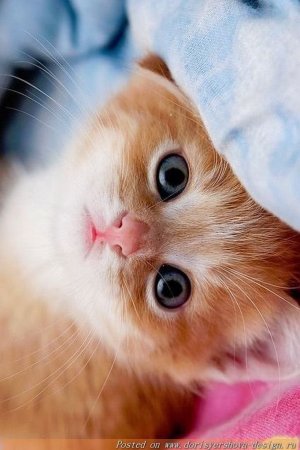 Миленькие котята