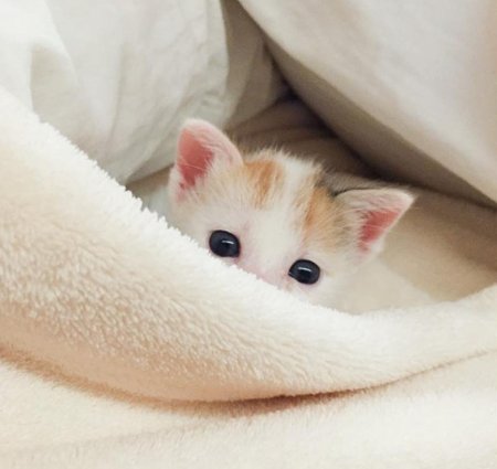 Кошки маленькие милые