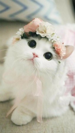 Милый кот