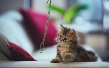 Красивые котята