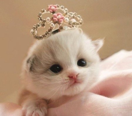 Кошки это маленькие вредные женщины