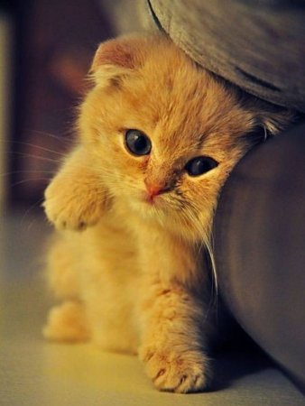 Милый котенок