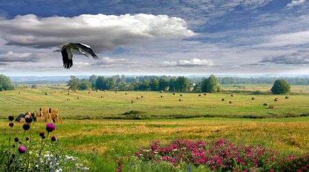 Белоруссия с аистами поле