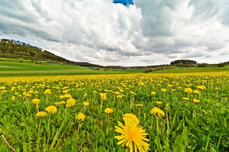 Луговая растительность