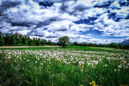 Поля и Луга в Калининградской области