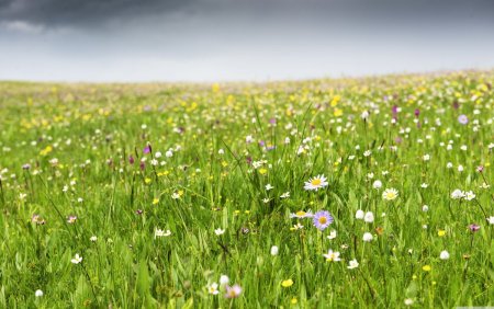 Цветущий луг