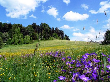 Луга Псковская область