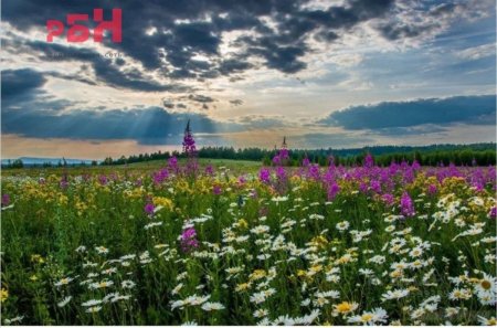 Родина Есенина Луга полевые цветы