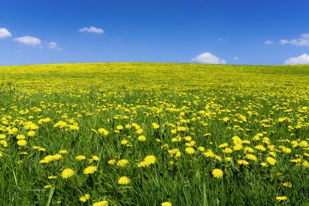 Одуванчиковое поле жёлтое
