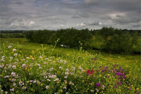 Весенний луг