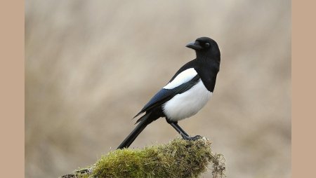 Сорока белохвостая