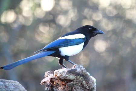 Сорока обыкновенная