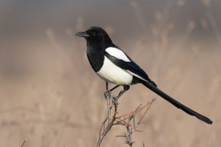 Сорока pica pica