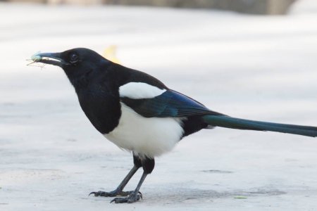 Зимующие птицы сорока