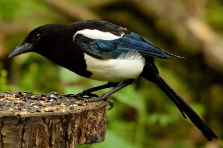 Сорока обыкновенная птицы