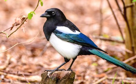 Сорока обыкновенная