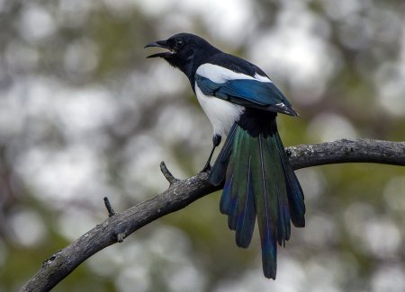 Европейская сорока