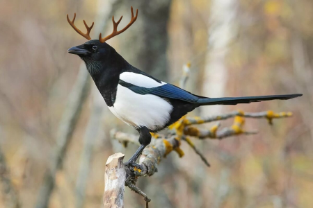 Сорока рогатая