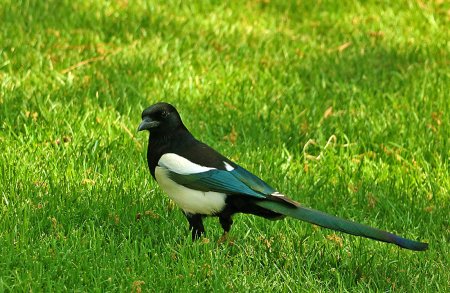 Сорока обыкновенная