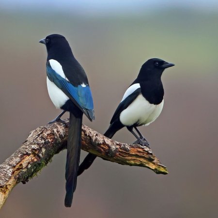 Сорока белобока птица