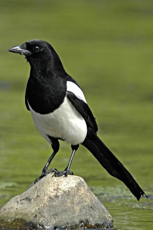 Калифорнийская сорока