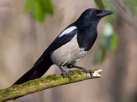 Птицы России сорока