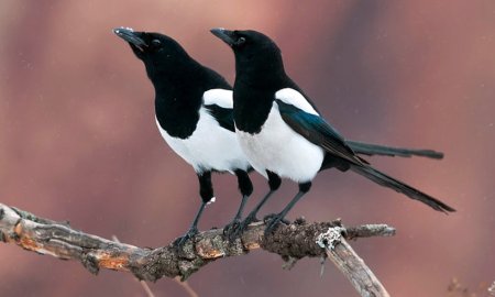 Сорока картинка