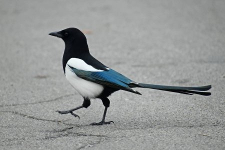 Лапы сороки