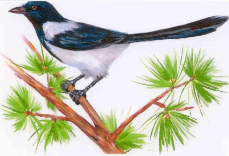 Сорока картинка для детей