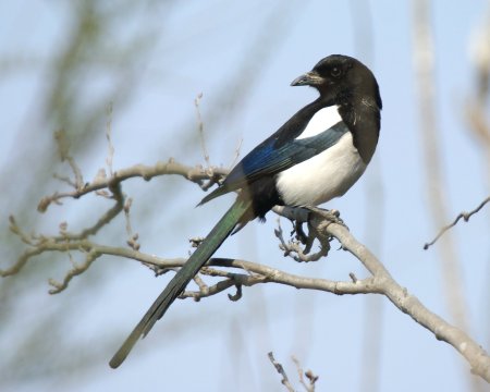 Врановые сороки