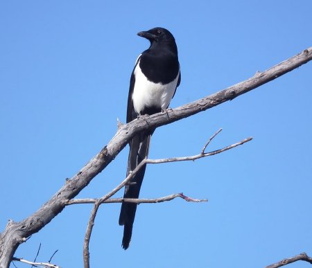 Сорока Перелетная птица