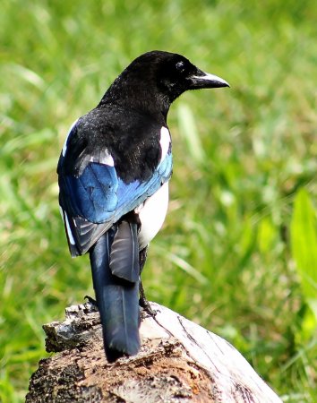 Сорока обыкновенная