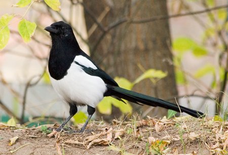 Сорока обыкновенная