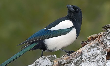 Сорока белобока птица