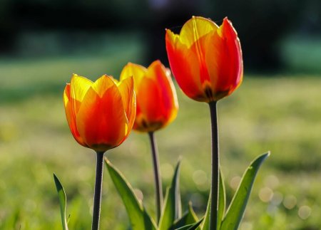 Тюльпан Tulipa